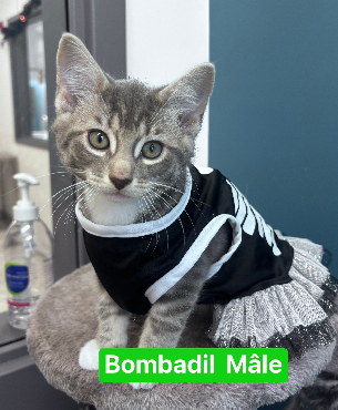 Bomdadil