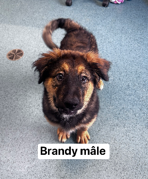 Brandy