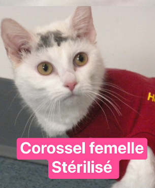 Corossel