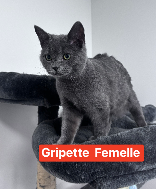 Gripette