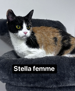 Stella