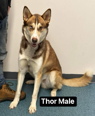 Thor