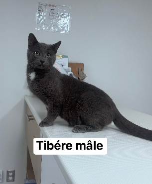 Tibére