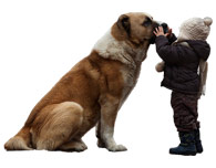 Nos chiens